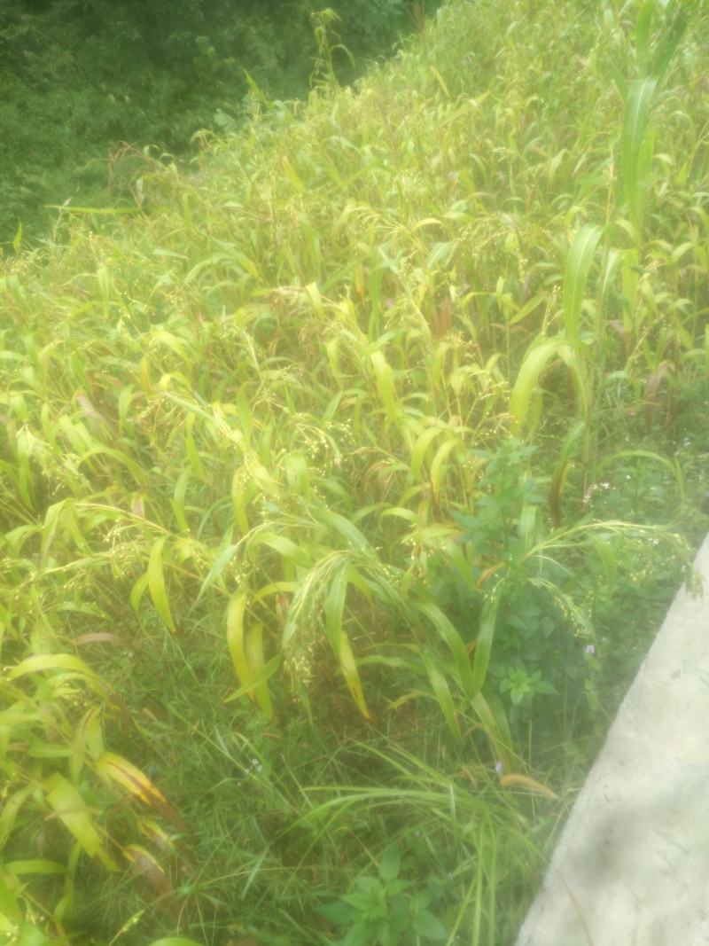 【荐】薏仁（贵州小薏仁薏仁米）自产自销量大从优