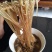 铁棍山药粉条，正宗山药粉条，口感独特，