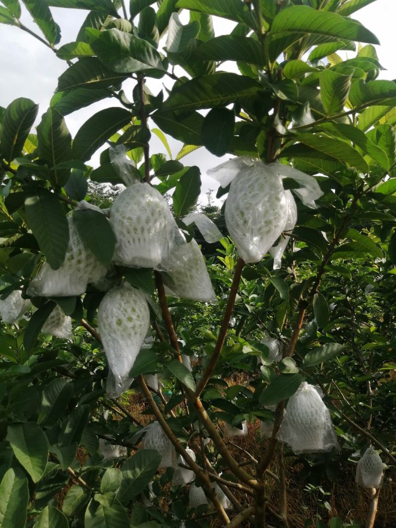 广东省惠州市惠阳区镇隆，原生态种植的西瓜芭乐红心番石榴