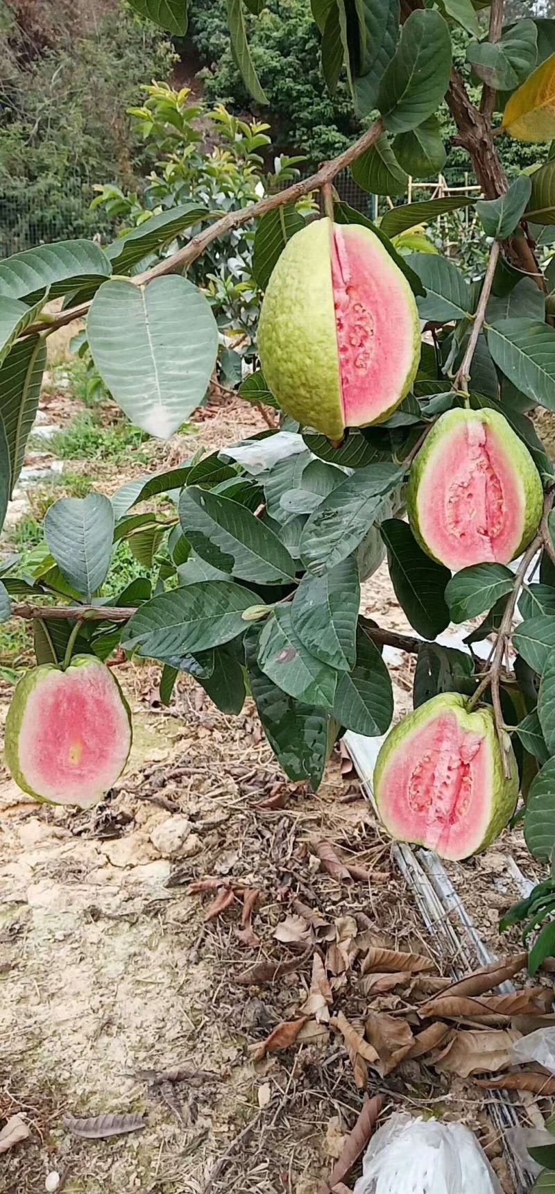 广东省惠州市惠阳区镇隆，原生态种植的西瓜芭乐红心番石榴