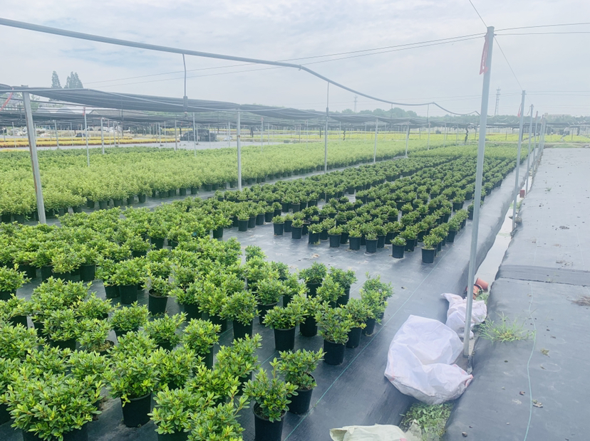 红枫杜鹃小苗在苗圃中的种植场景,展示其规模化栽培的现状 红枫杜鹃小苗种植基地