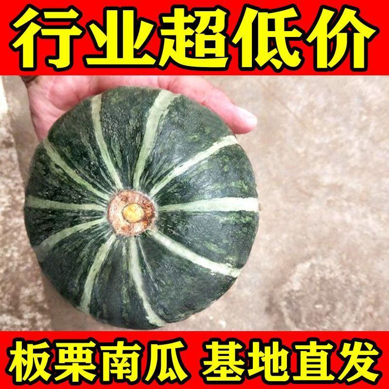 板栗南瓜新板栗味贝贝基地直发电商一件代发进口种源