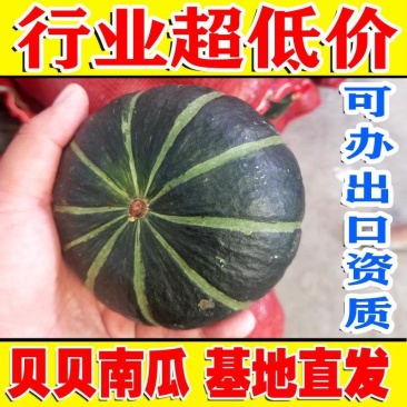 板栗贝贝老南瓜进口种源沙土种植粉面甜支持一件代发