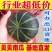 板栗贝贝老南瓜进口种源沙土种植粉面甜支持一件代发