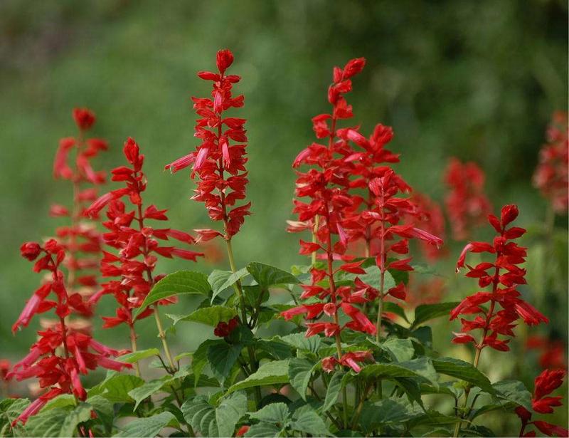 一串红种子矮杆炮仗象牙西洋红种籽四季花开花海花卉种子