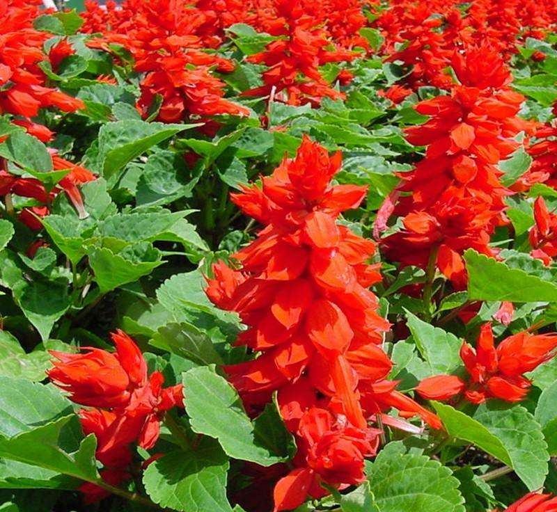 一串红种子矮杆炮仗象牙西洋红种籽四季花开花海花卉种子