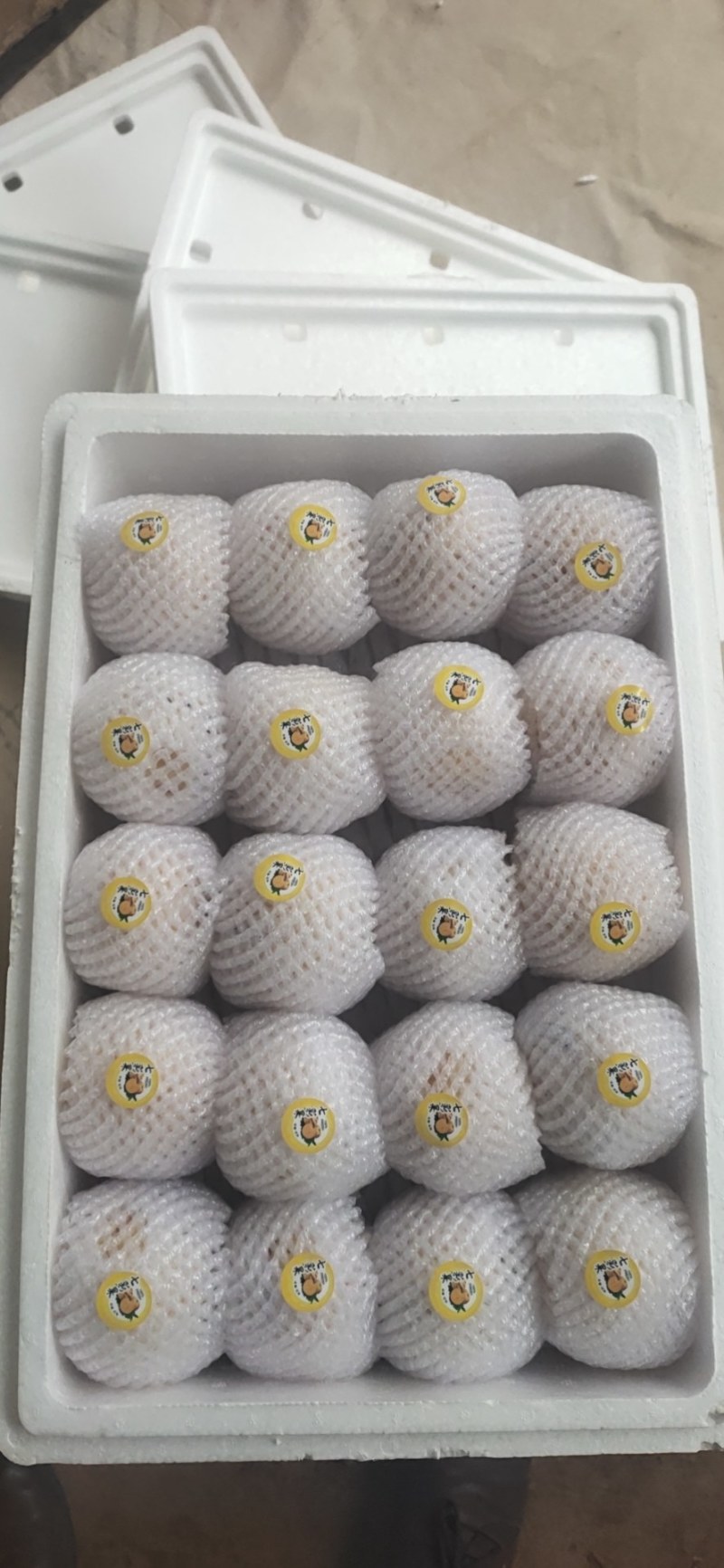 【现摘现发】云南石林精品人参果新鲜上市，承接一件代发。