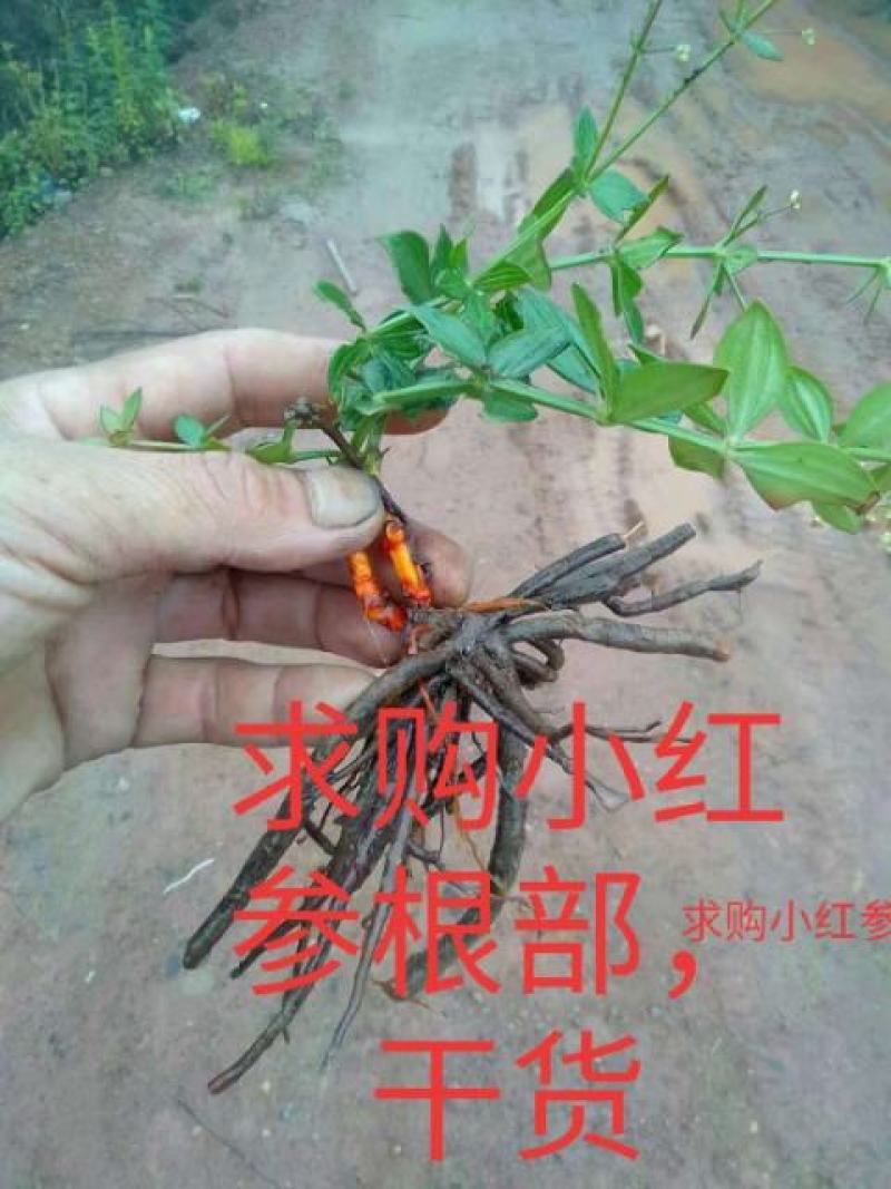 云南纯野生小红参，保证质量