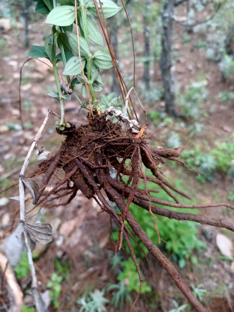 云南纯野生小红参，保证质量