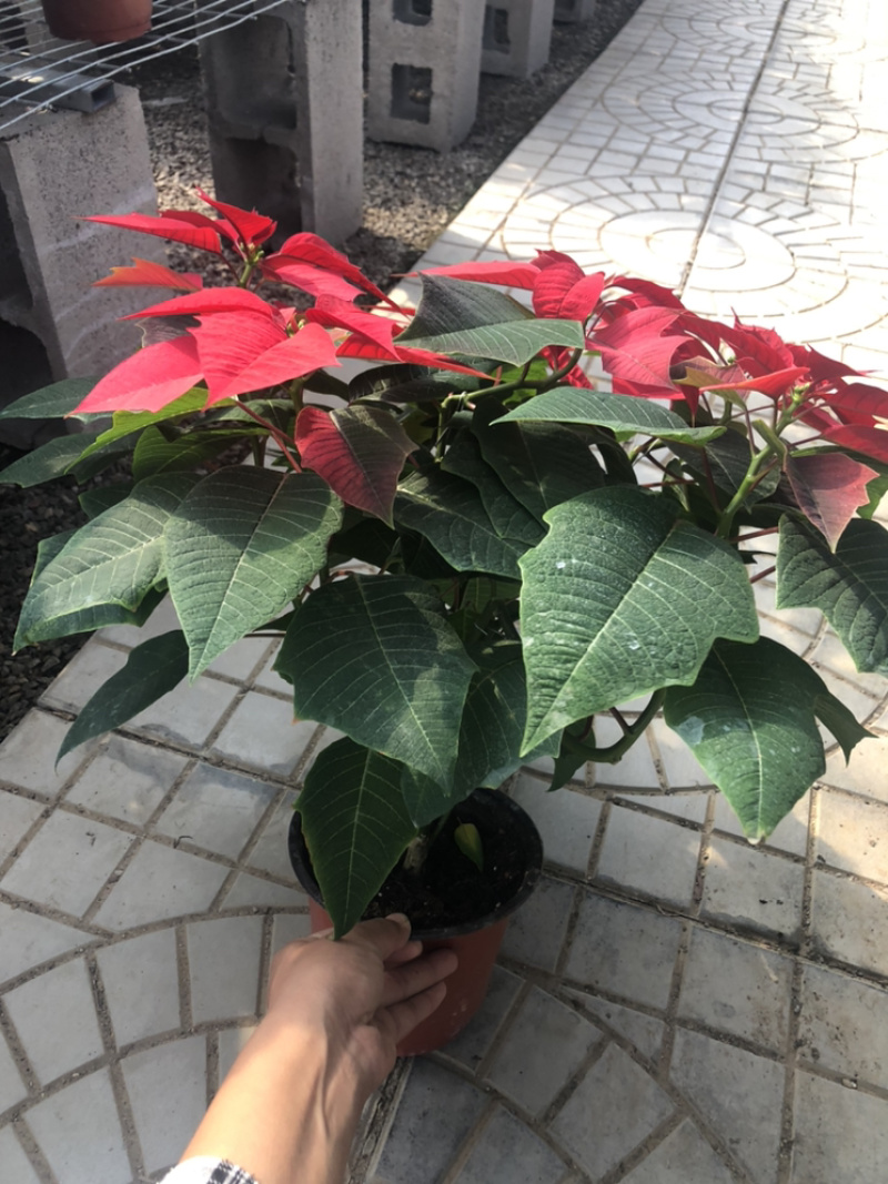 一品红，高品质，租摆绿化量大价优青州货源