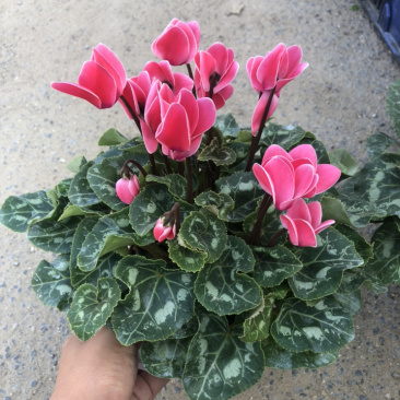 中花仙客来140杯室内盆栽观赏青州货源
