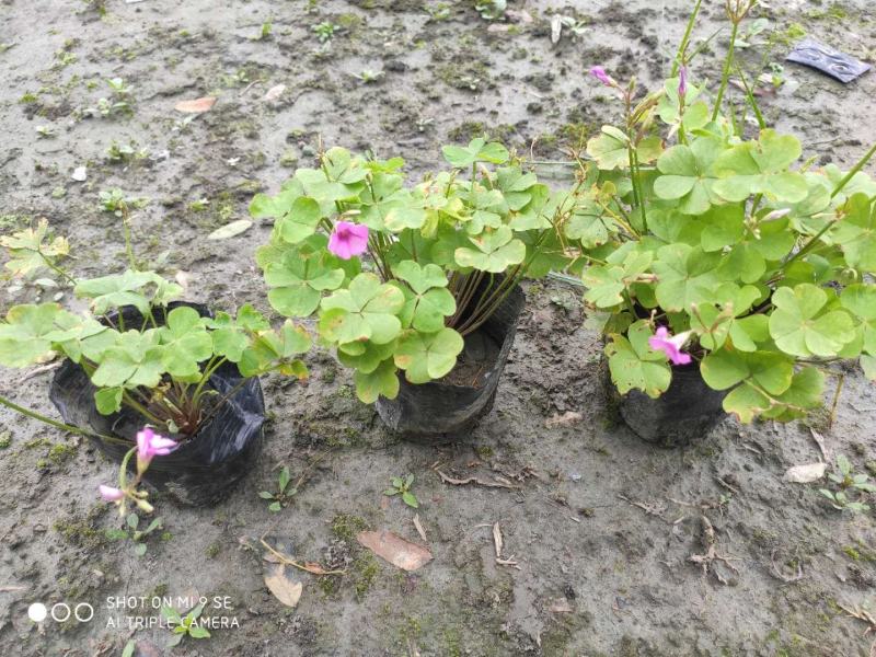 产地批发红花酢浆草青叶醡浆草杯苗基地直销一手货源