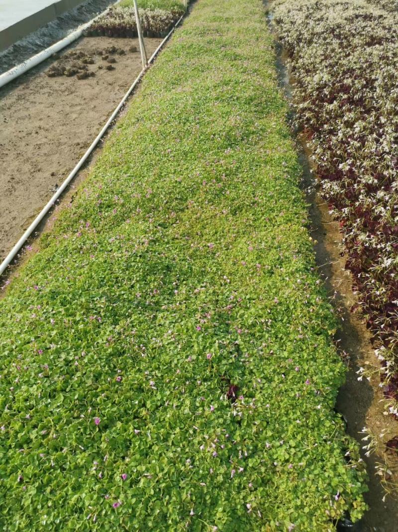 产地批发红花酢浆草青叶醡浆草杯苗基地直销一手货源