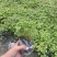 产地批发红花酢浆草青叶醡浆草杯苗基地直销一手货源