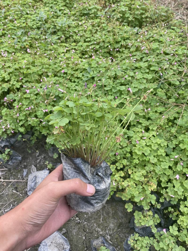 产地批发红花酢浆草青叶醡浆草杯苗基地直销一手货源