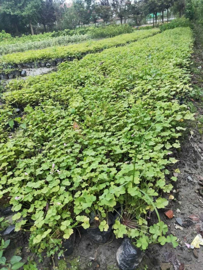 产地批发红花酢浆草青叶醡浆草杯苗基地直销一手货源