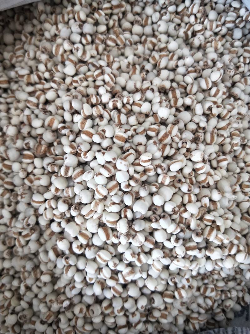 薏米仁，小薏米仁高品质天硫量大从优