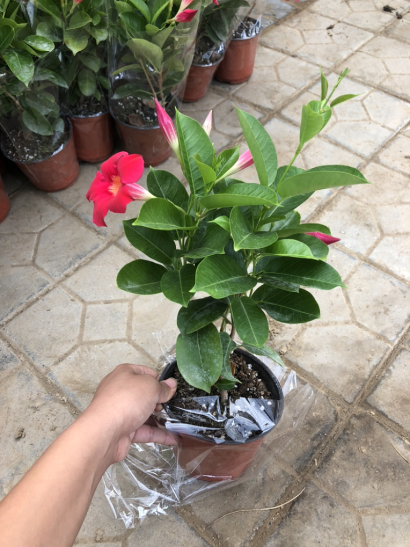 飘香藤双线藤桑巴系列130杯观赏爬藤植物青州货