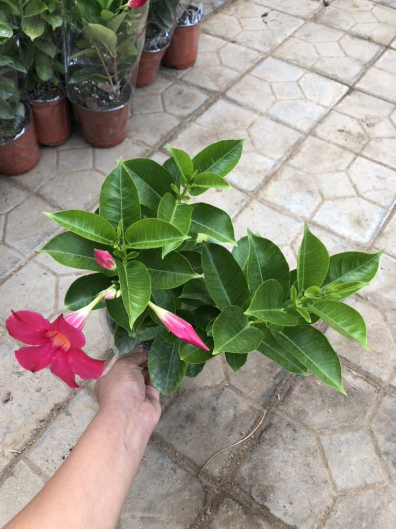 飘香藤双线藤桑巴系列130杯观赏爬藤植物青州货