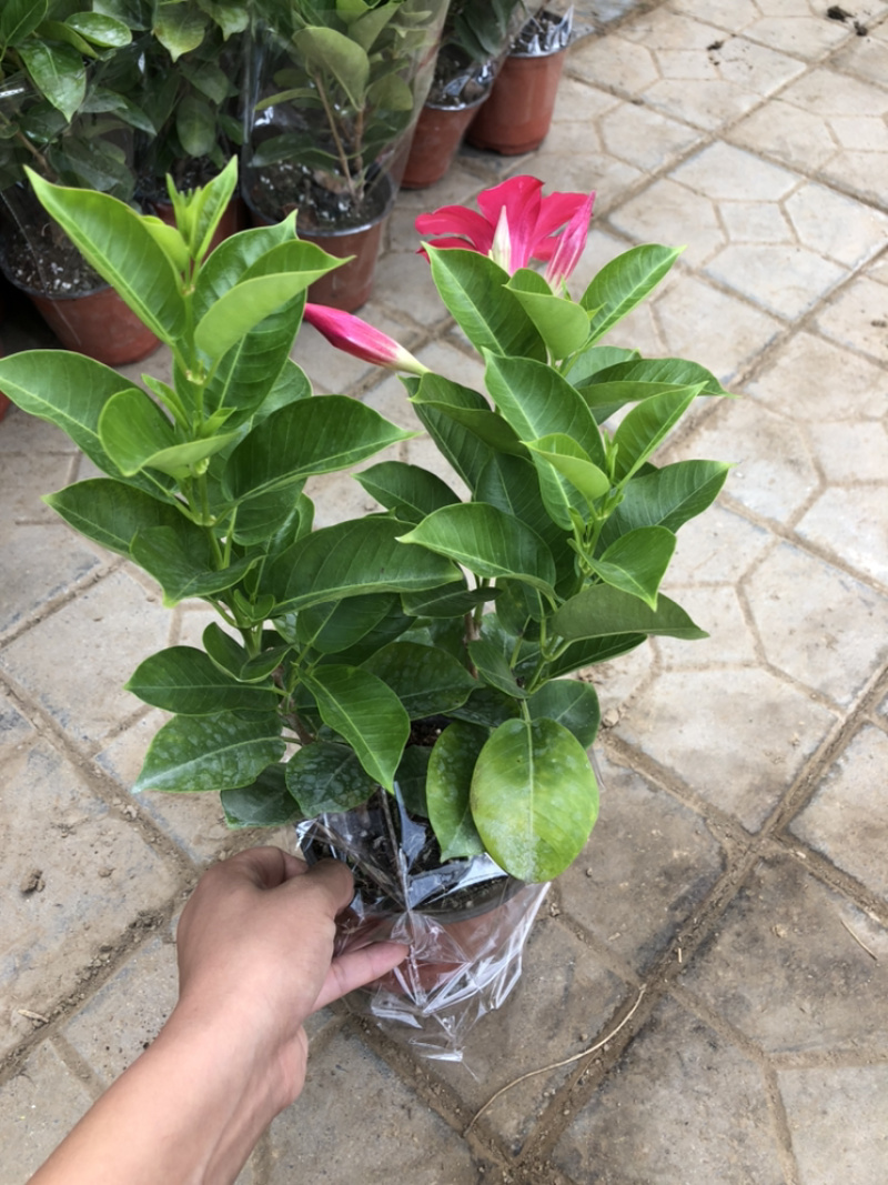 飘香藤双线藤桑巴系列130杯观赏爬藤植物青州货