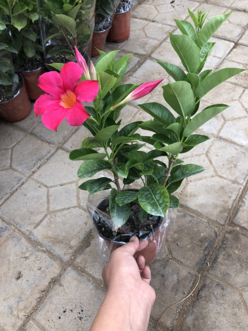飘香藤双线藤桑巴系列130杯观赏爬藤植物青州货