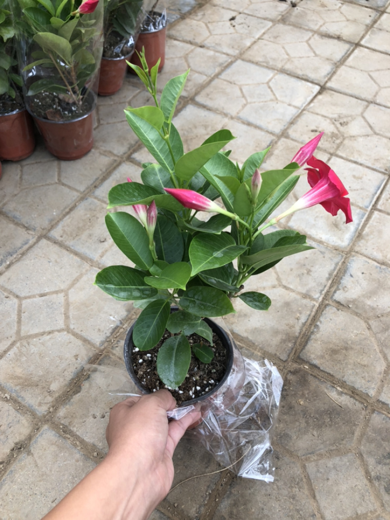 飘香藤双线藤桑巴系列130杯观赏爬藤植物青州货