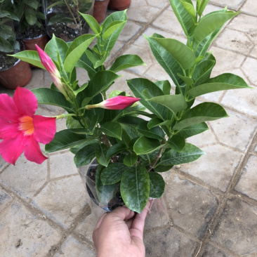 飘香藤双线藤桑巴系列130杯观赏爬藤植物青州货