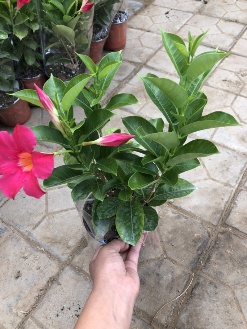 飘香藤双线藤桑巴系列130杯观赏爬藤植物青州货