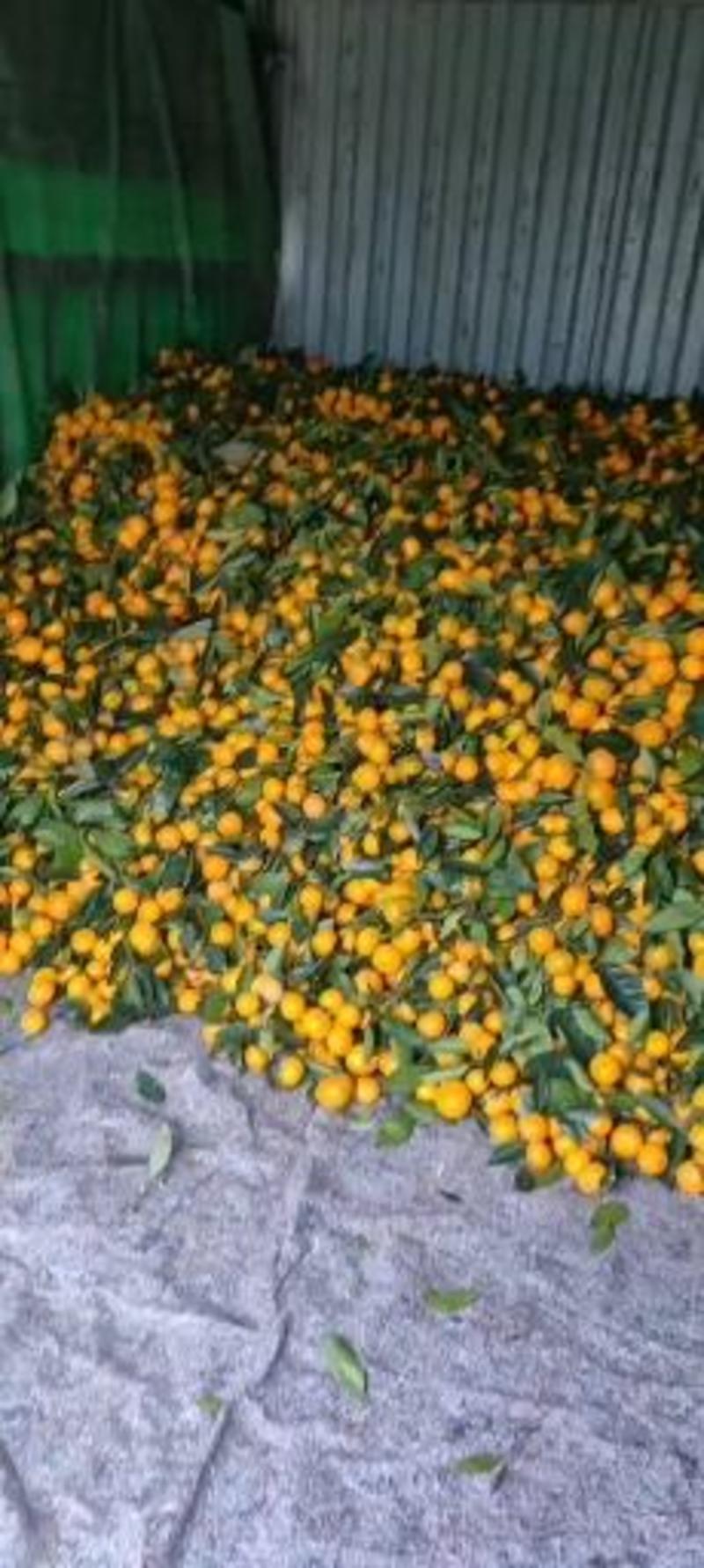陕西柑橘高山早熟蜜橘产地直发日供100吨量大从优