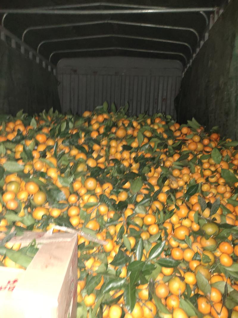 陕西柑橘高山早熟蜜橘产地直发日供100吨量大从优