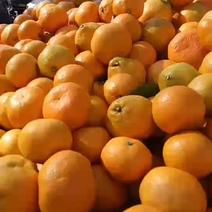陕西汉中蜜橘产地日供100吨量大从优保质保量