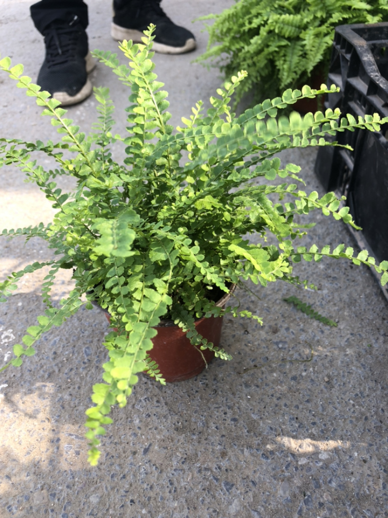 袖珍椰子富贵椰子室内小盆栽青州花卉基地出货