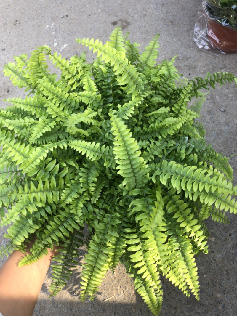 袖珍椰子富贵椰子室内小盆栽青州花卉基地出货
