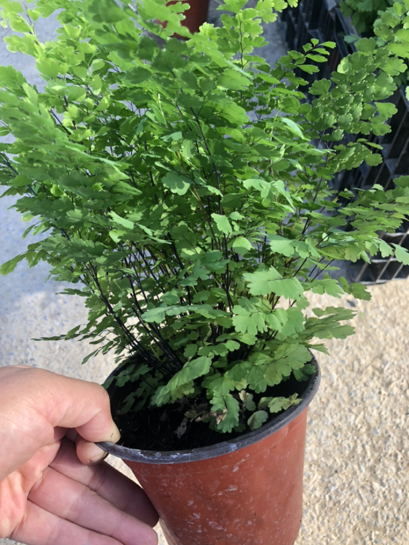 铁线蕨130杯绿化租摆可用青州货源