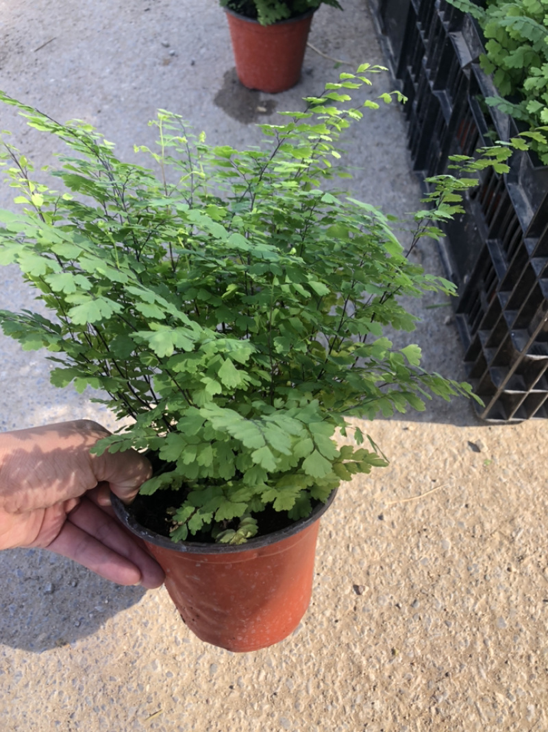 铁线蕨130杯绿化租摆可用青州货源