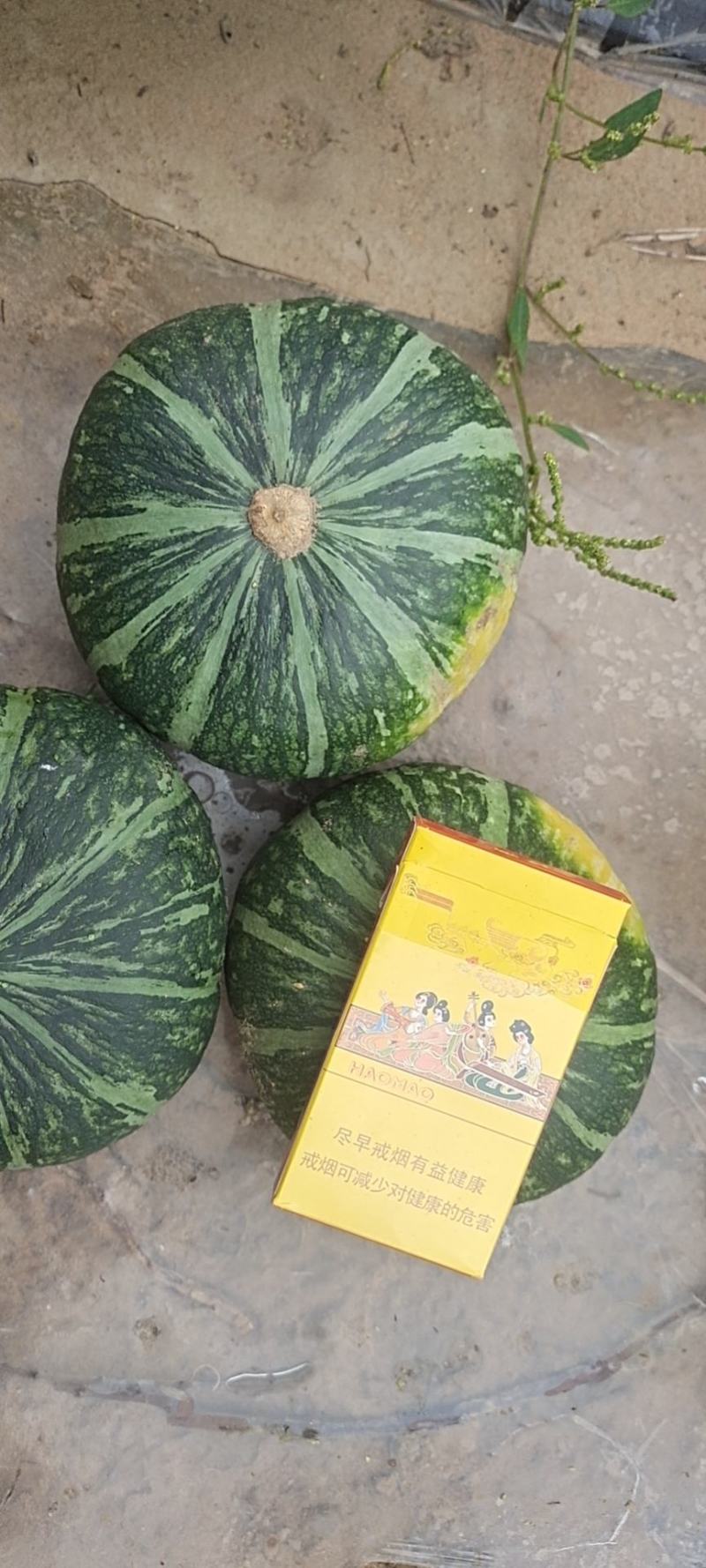 精品板栗南瓜电商专用1-3斤，有需要的联系我，