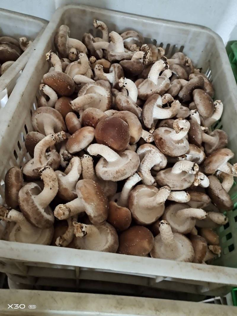 新鲜香菇大量批发济南地区欢迎咨询各种品种