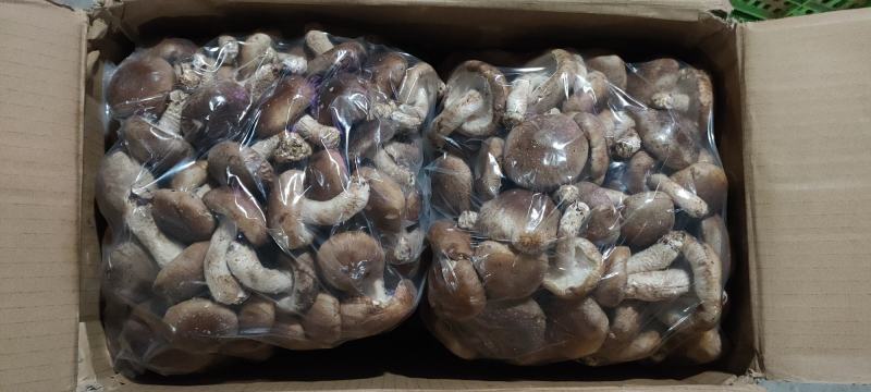 新鲜香菇大量批发济南地区欢迎咨询各种品种