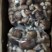 新鲜香菇大量批发济南地区欢迎咨询各种品种
