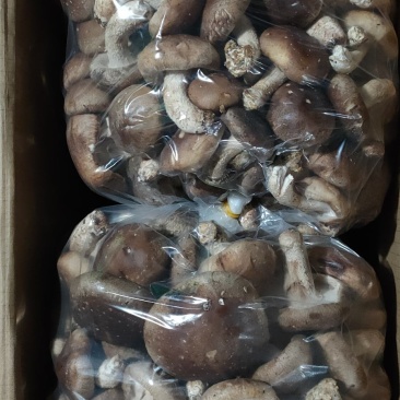 新鲜香菇大量批发济南地区欢迎咨询各种品种