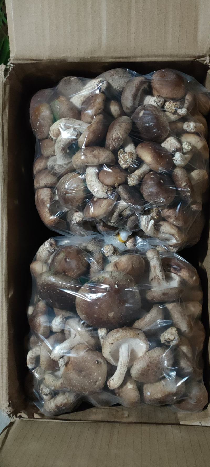 新鲜香菇大量批发济南地区欢迎咨询各种品种