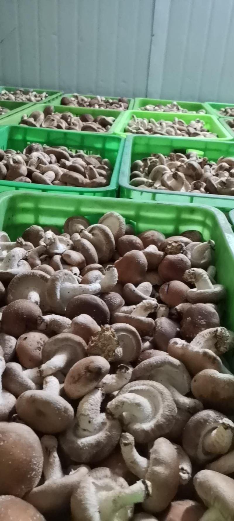 新鲜香菇大量批发济南地区欢迎咨询各种品种