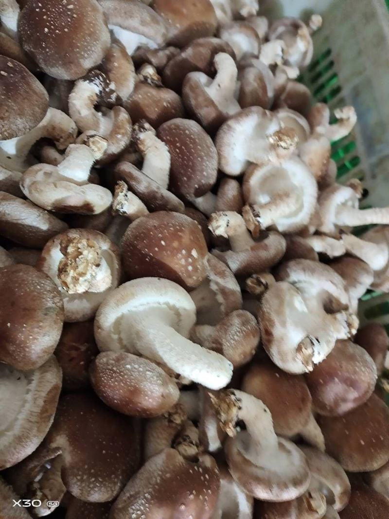 新鲜香菇大量批发济南地区欢迎咨询各种品种