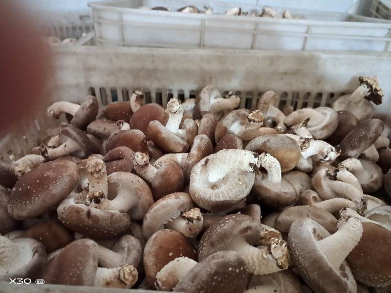 新鲜香菇大量批发济南地区欢迎咨询各种品种