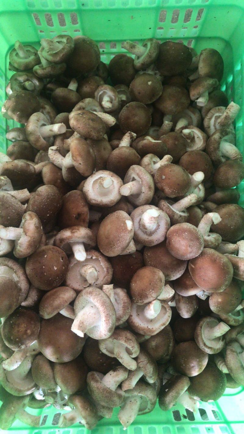 新鲜香菇大量批发济南地区欢迎咨询各种品种