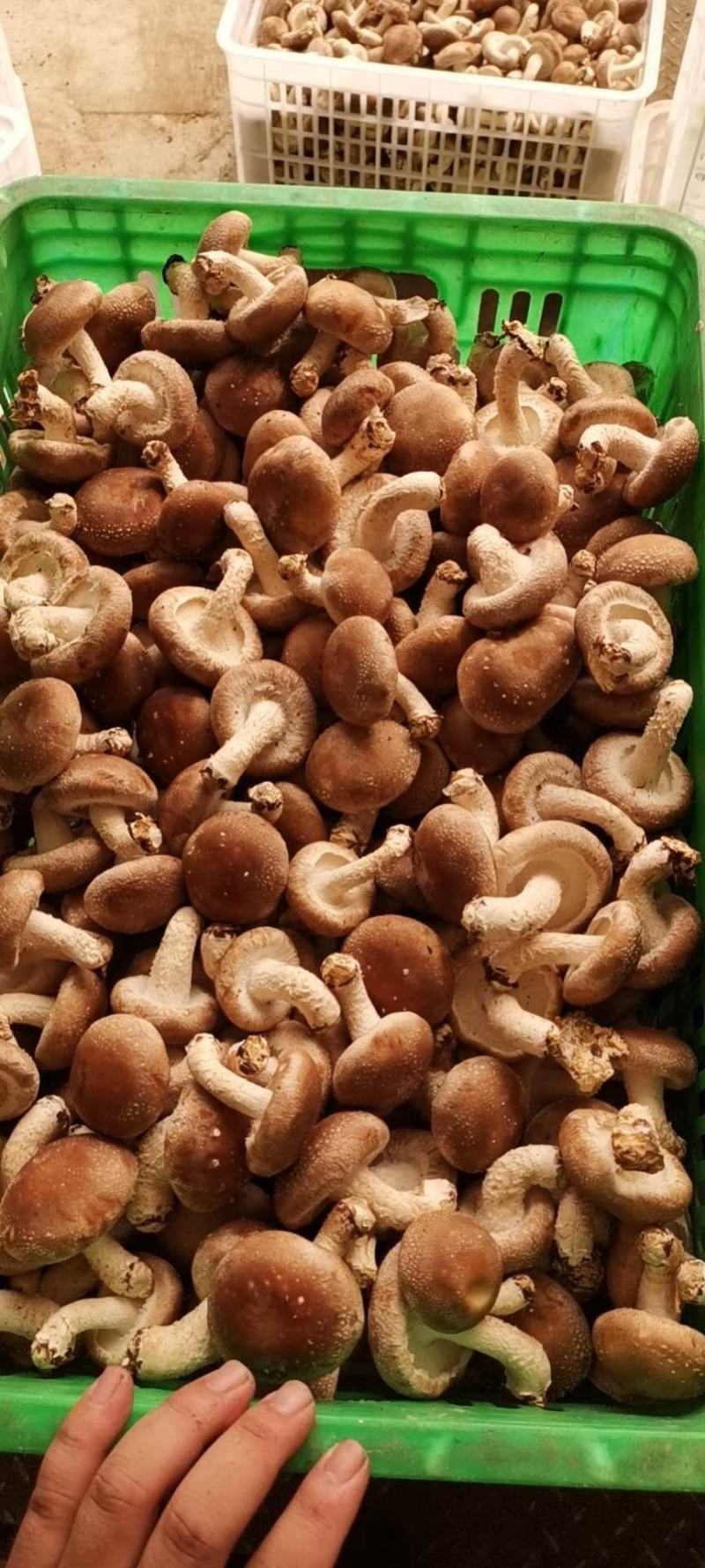 新鲜香菇大量批发济南地区欢迎咨询各种品种