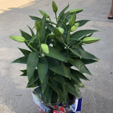 香水百合可做鲜切花三个球的粉色青州货源