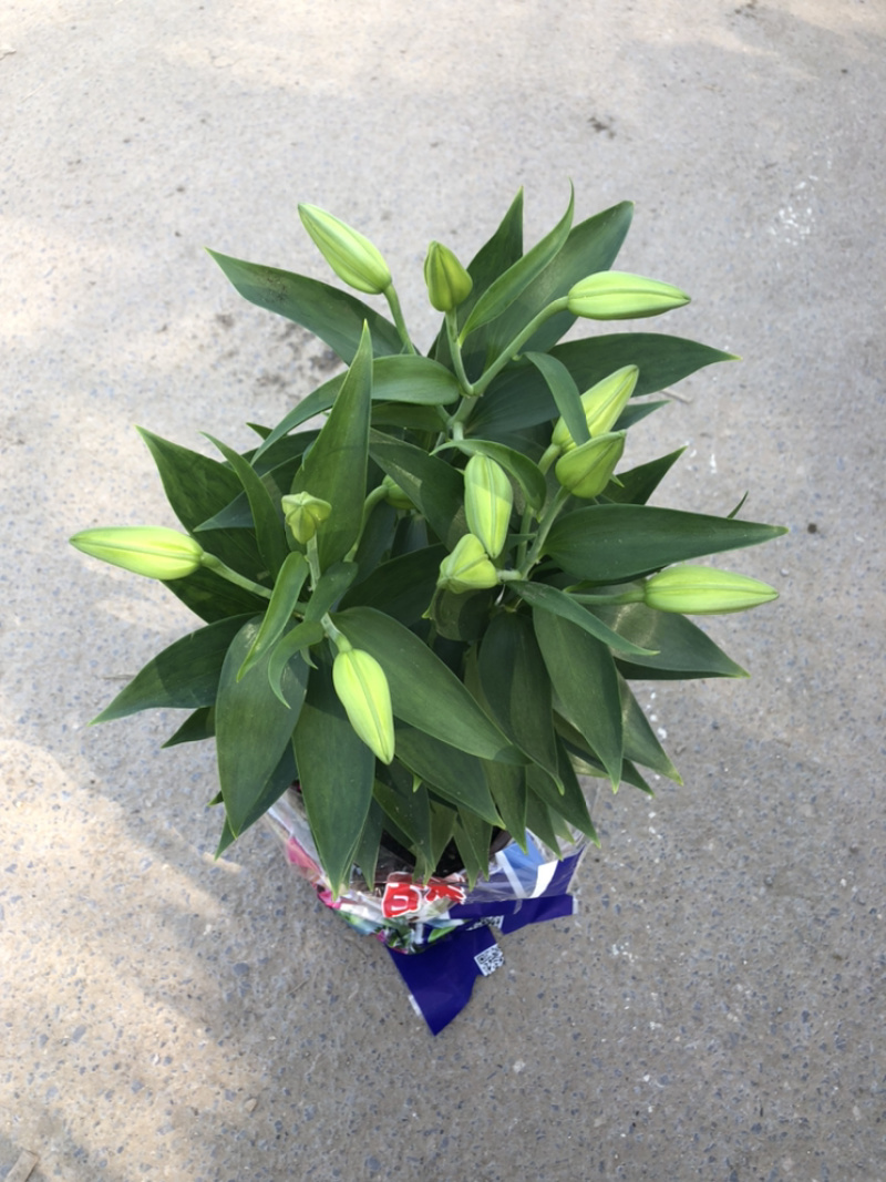 香水百合可做鲜切花三个球的粉色青州货源