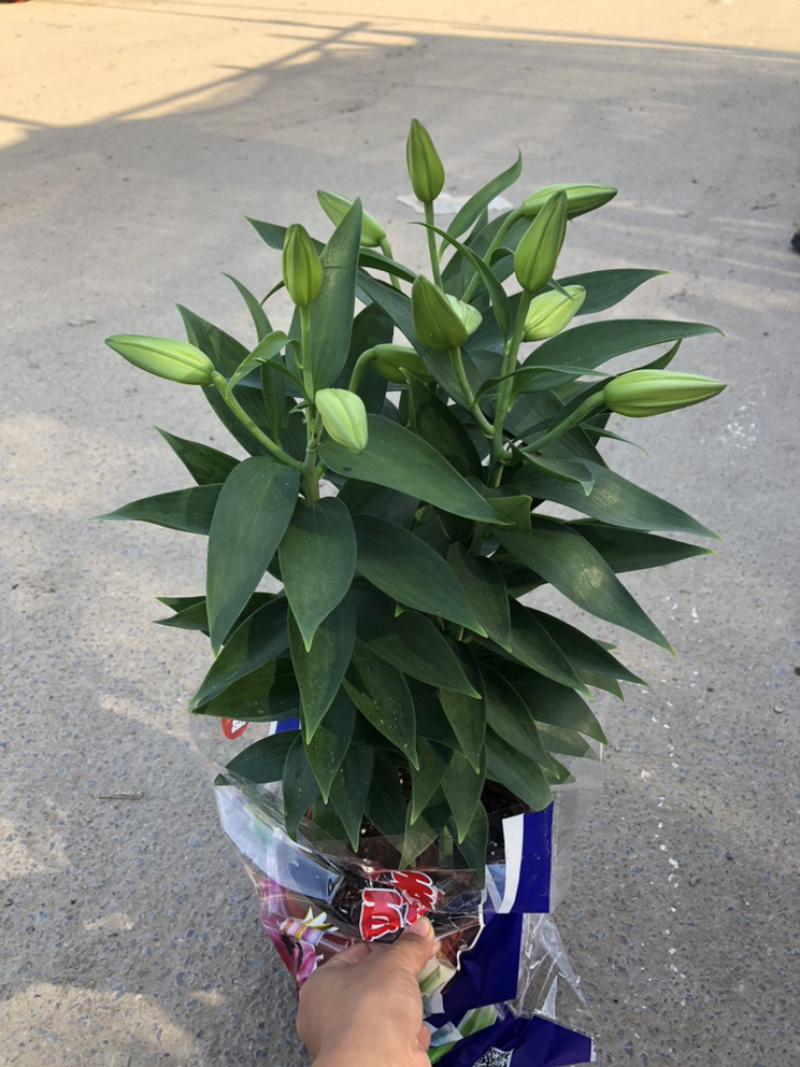 香水百合可做鲜切花三个球的粉色青州货源
