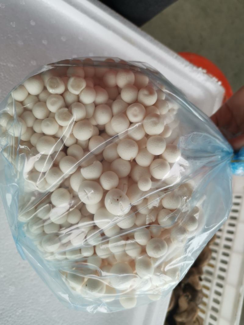 新鲜散装白玉菇特色食材酒店超市食堂批发商可联系